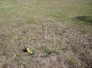Stakes measured out